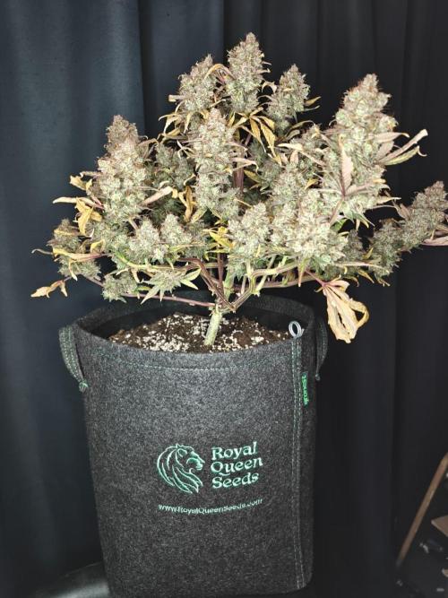 Northern Light Auto by RQS. Week 12