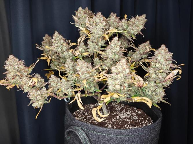 Northern Light Auto by RQS. Week 12