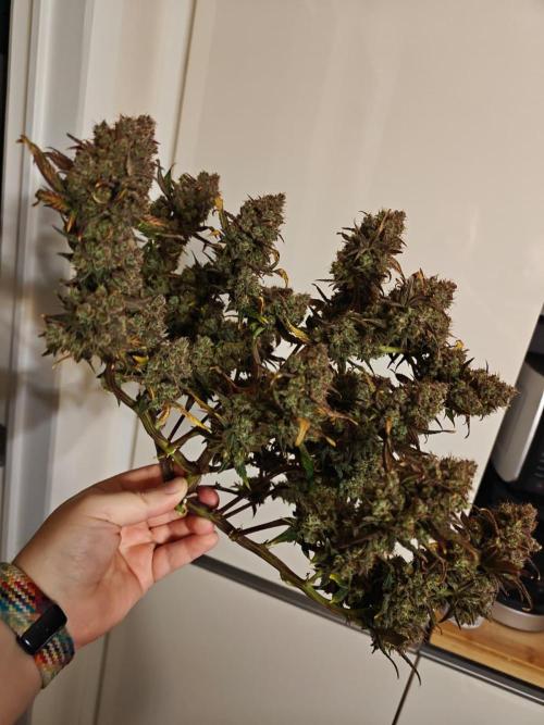 Northern Light Auto by RQS. Week 12