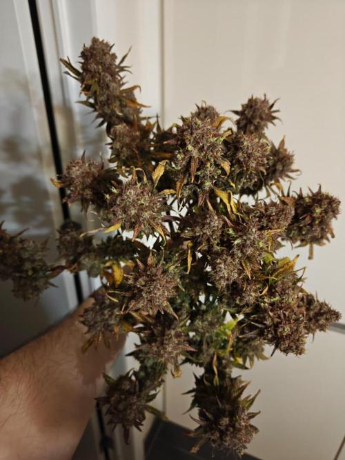 Northern Light Auto by RQS. Week 12