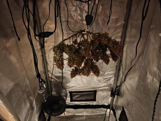 Northern Light Auto by RQS. Week 12