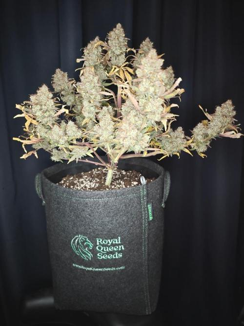 Northern Light Auto by RQS. Week 12