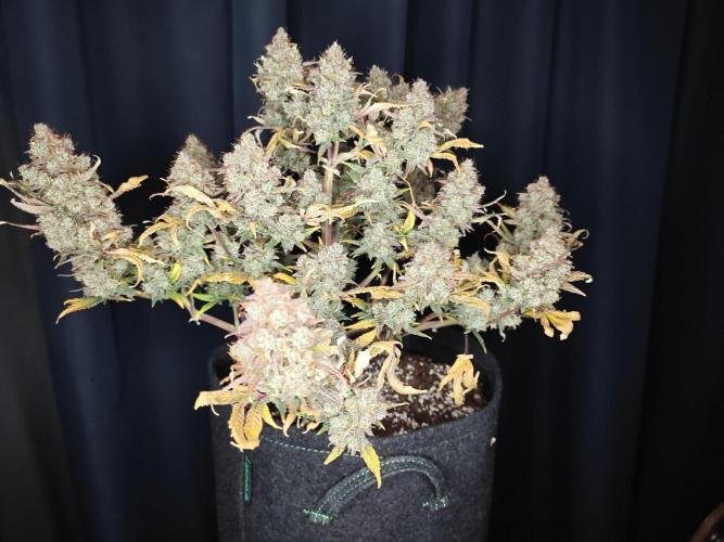 Northern Light Auto by RQS. Week 12