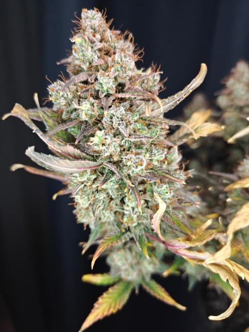 Northern Light Auto by RQS. Week 12