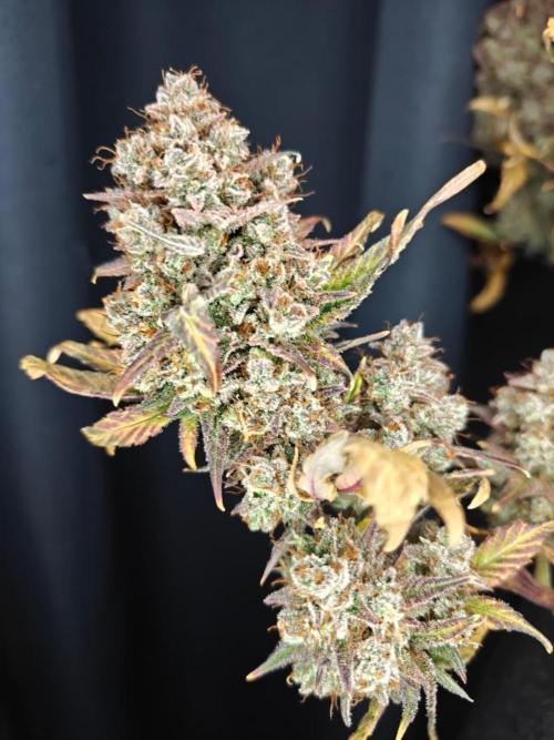 Northern Light Auto by RQS. Week 12