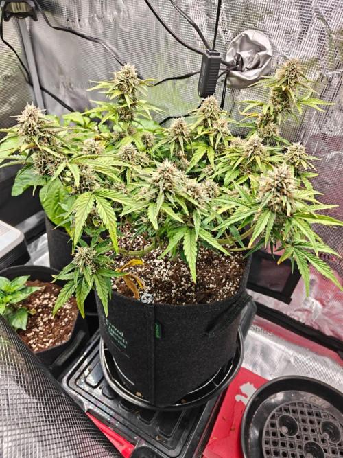 Apple Fritter Auto by RQS - Comm. grow!. Week 7 - Day 53