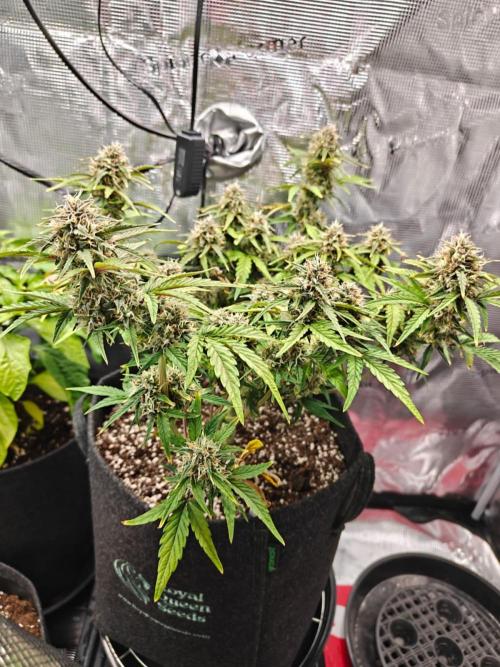 Apple Fritter Auto by RQS - Comm. grow!. Week 7 - Day 53