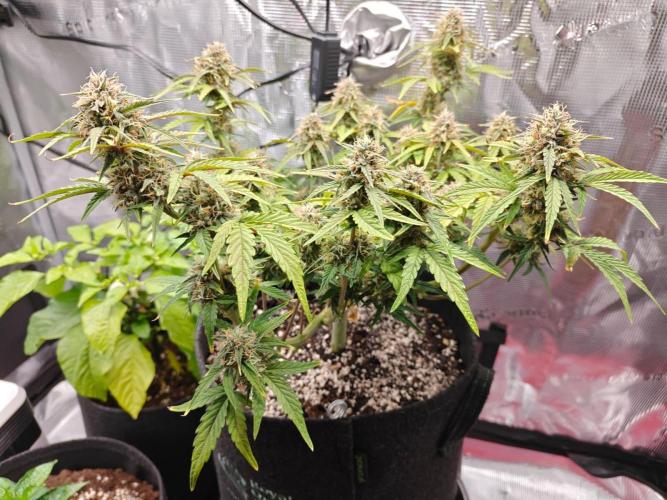 Apple Fritter Auto by RQS - Comm. grow!. Week 7 - Day 54