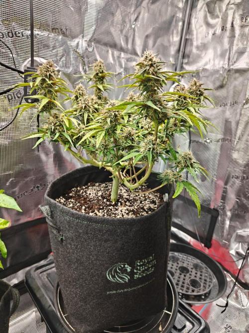 Apple Fritter Auto by RQS - Comm. grow!. Week 7 - Day 54