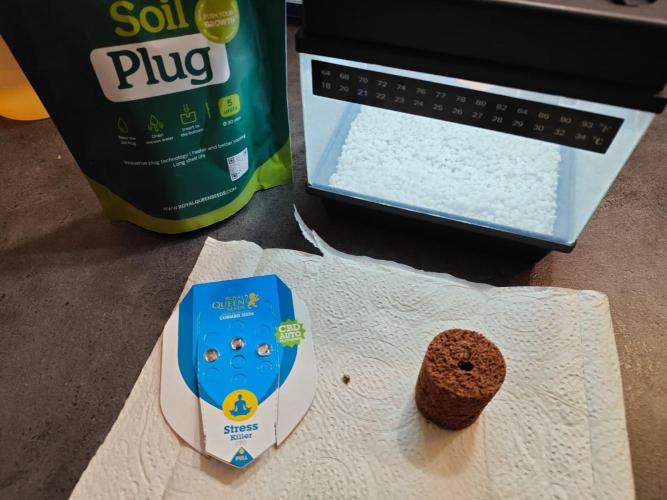 Stress Killer CBD Auto Royal Queen Seeds. Week 0