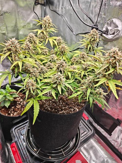 Apple Fritter Auto by RQS - Comm. grow!. Week 7 - Day 56