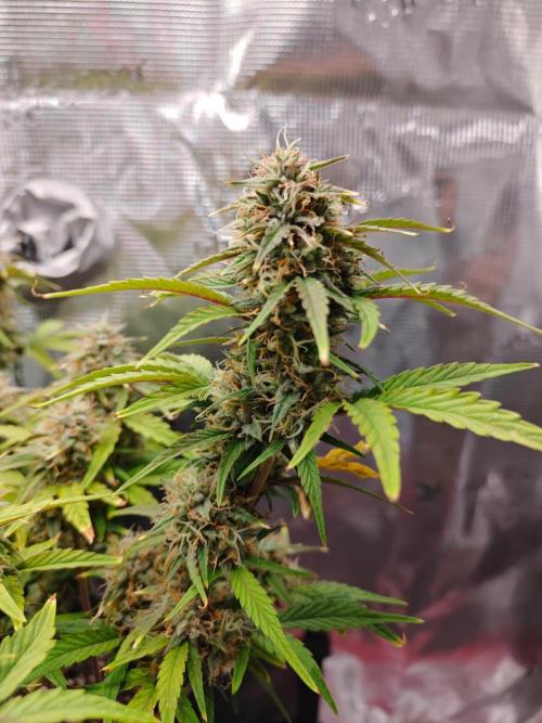 Apple Fritter Auto by RQS - Comm. grow!. Week 7 - Day 56