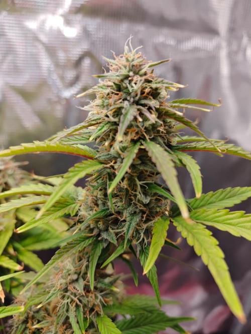 Apple Fritter Auto by RQS - Comm. grow!. Week 7 - Day 56