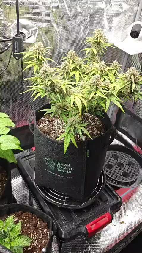 Apple Fritter Auto by RQS - Comm. grow!