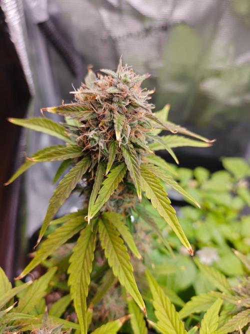 Apple Fritter Auto by RQS - Comm. grow!. Week 8 - Day 59