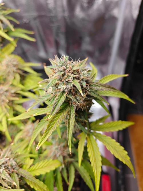 Apple Fritter Auto by RQS - Comm. grow!. Week 8 - Day 59