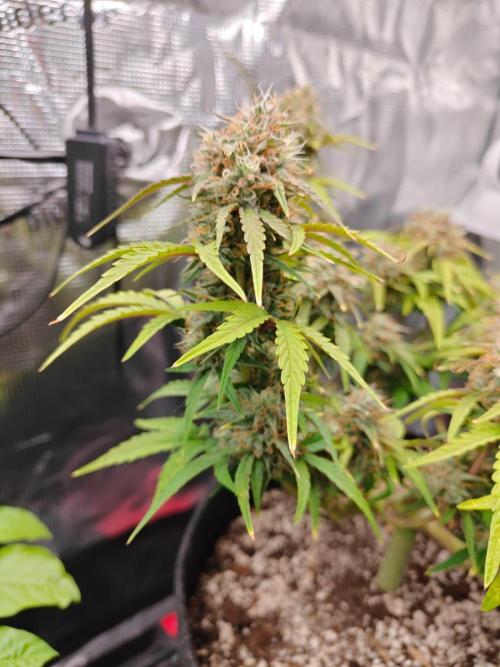 Apple Fritter Auto by RQS - Comm. grow!. Week 8 - Day 59