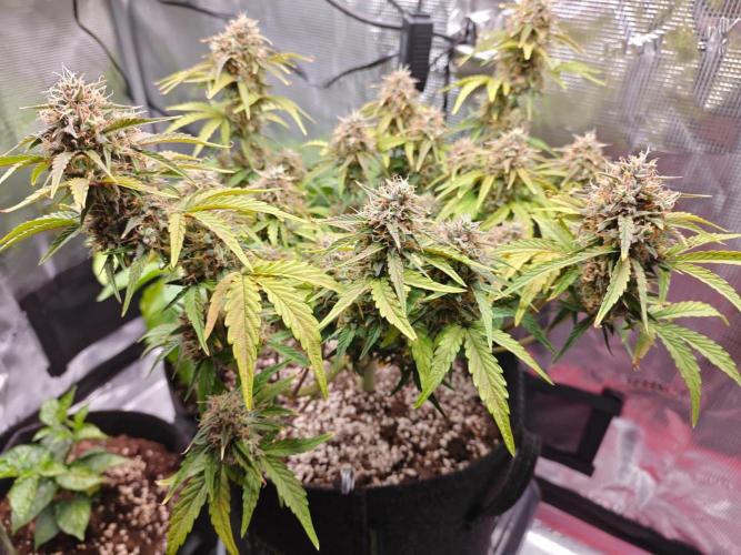 Apple Fritter Auto by RQS - Comm. grow!. Week 8 - Day 59