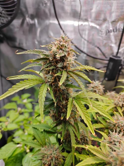 Apple Fritter Auto by RQS - Comm. grow!. Week 8 - Day 59