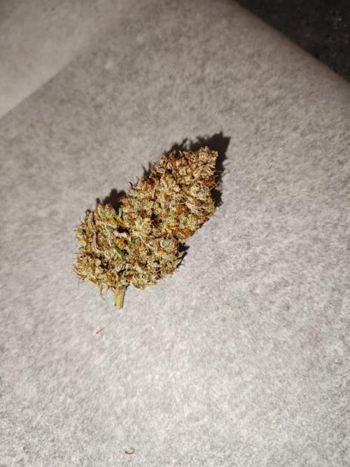 Northern Light Auto by RQS. Week 12