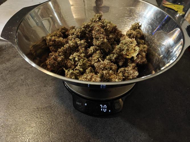 Northern Light Auto by RQS. Week 12