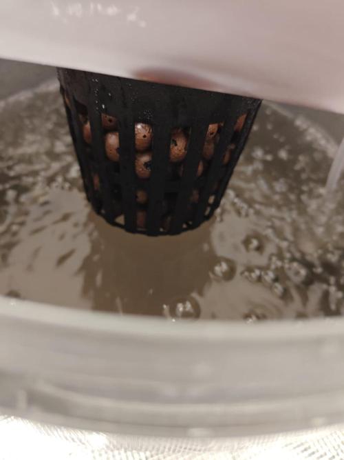 Stress Killer CBD Auto Royal Queen Seeds. Week 0 - Day 3