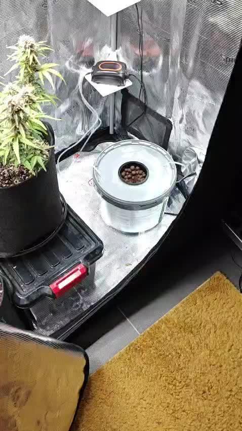 Stress Killer CBD Auto Royal Queen Seeds