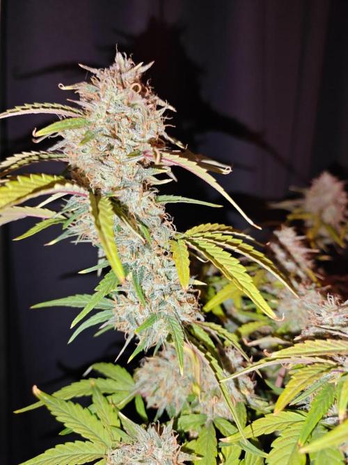Apple Fritter Auto by RQS - Comm. grow!. Week 8 - Day 61