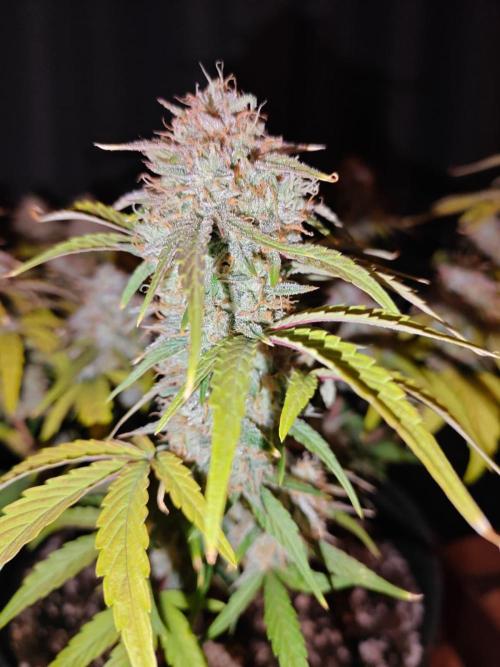 Apple Fritter Auto by RQS - Comm. grow!. Week 8 - Day 61