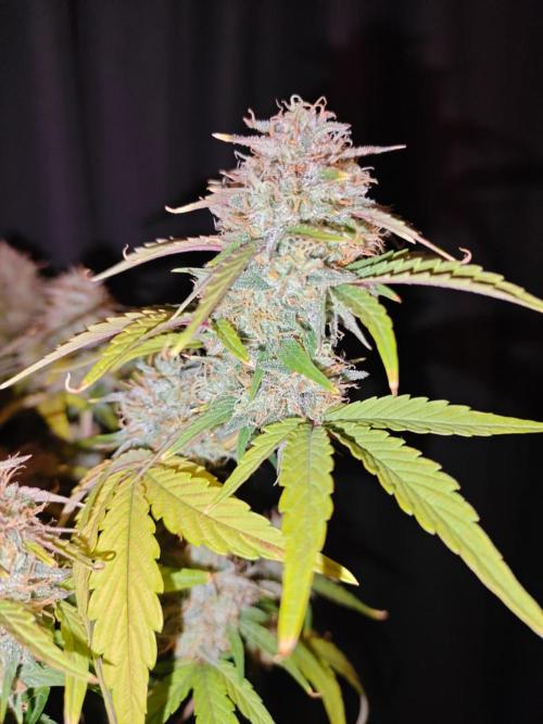 Apple Fritter Auto by RQS - Comm. grow!. Week 8 - Day 61