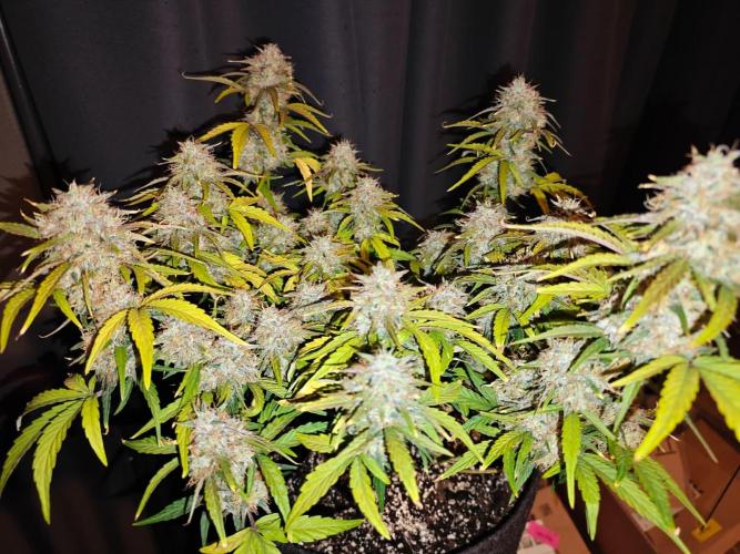 Apple Fritter Auto by RQS - Comm. grow!. Week 8 - Day 61