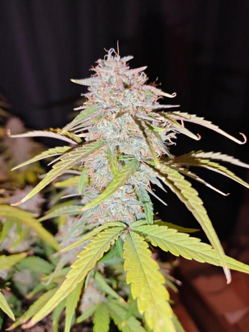 Apple Fritter Auto by RQS - Comm. grow!. Week 8 - Day 61