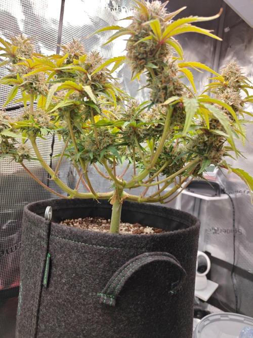 Apple Fritter Auto by RQS - Comm. grow!. Week 8 - Day 63