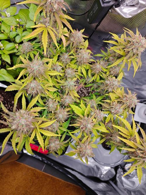 Apple Fritter Auto by RQS - Comm. grow!. Week 8 - Day 63