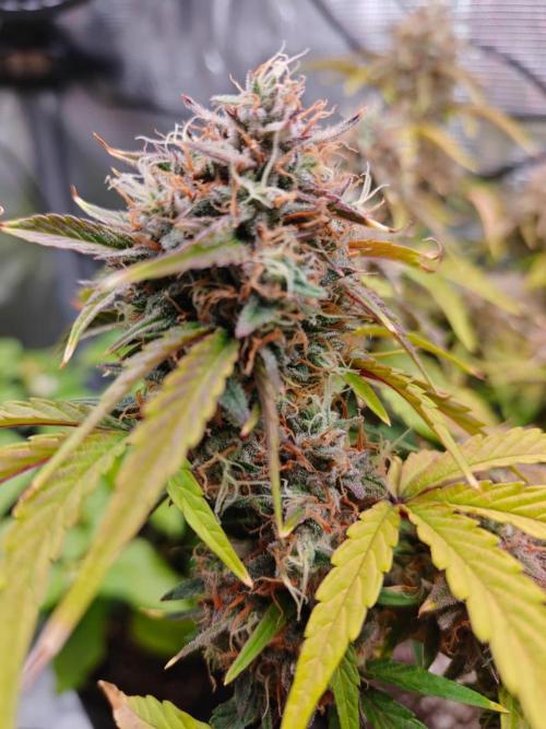 Apple Fritter Auto by RQS - Comm. grow!. Week 8 - Day 63