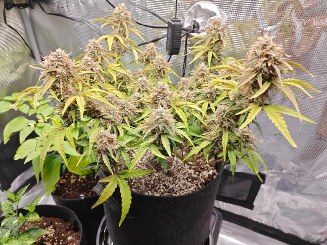 Apple Fritter Auto by RQS - Comm. grow!. Week 8 - Day 63