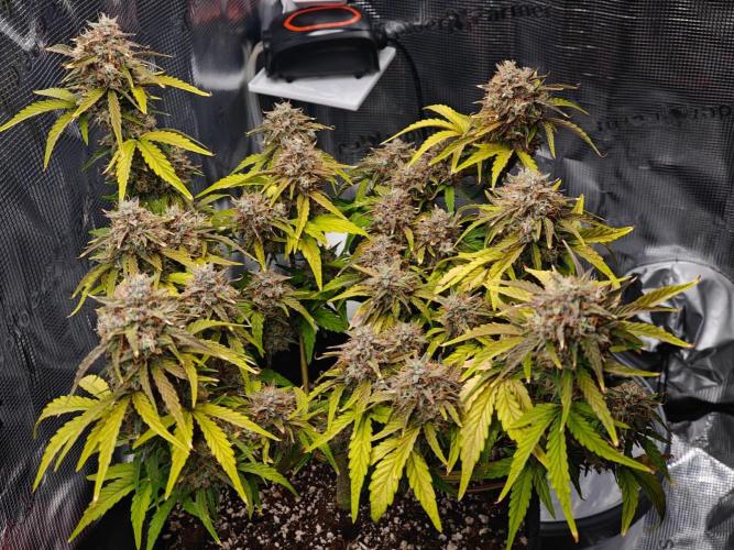 Apple Fritter Auto by RQS - Comm. grow!. Week 9 - Day 64