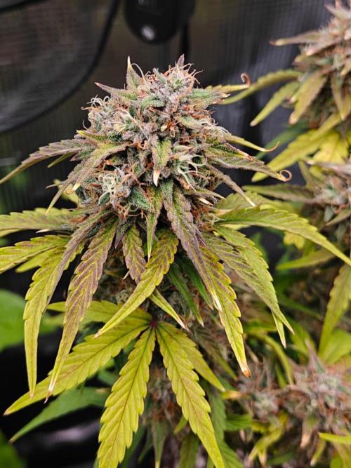 Apple Fritter Auto by RQS - Comm. grow!. Week 9 - Day 64