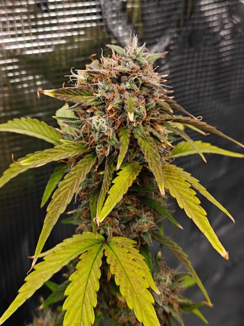 Apple Fritter Auto by RQS - Comm. grow!. Week 9 - Day 64