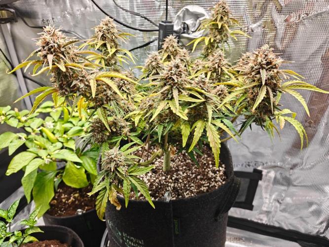 Apple Fritter Auto by RQS - Comm. grow!. Week 9 - Day 64