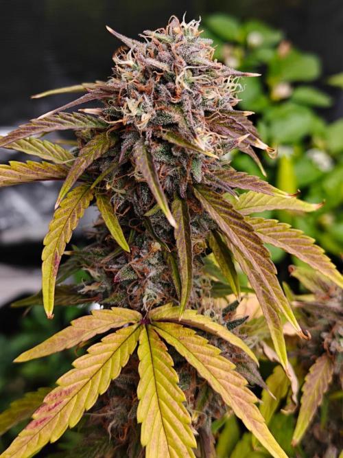 Apple Fritter Auto by RQS - Comm. grow!. Week 9 - Day 65