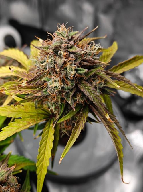 Apple Fritter Auto by RQS - Comm. grow!. Week 9 - Day 65