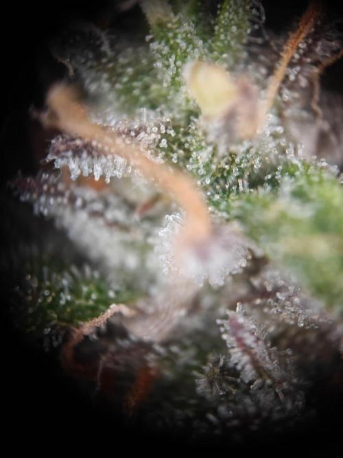 Apple Fritter Auto by RQS - Comm. grow!. Week 9 - Day 66