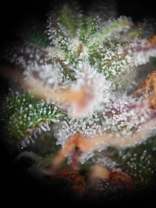 Apple Fritter Auto by RQS - Comm. grow!. Week 9 - Day 66