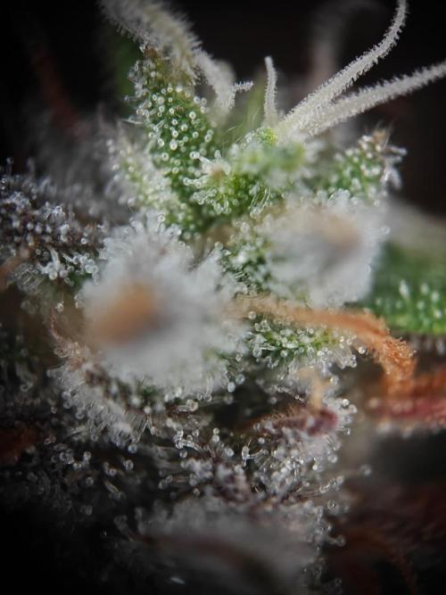 Apple Fritter Auto by RQS - Comm. grow!. Week 9 - Day 66