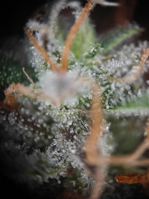 Apple Fritter Auto by RQS - Comm. grow!. Week 9 - Day 66