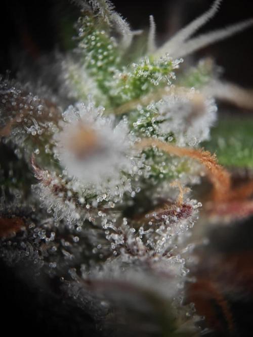 Apple Fritter Auto by RQS - Comm. grow!. Week 9 - Day 66