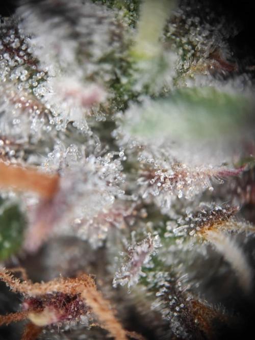 Apple Fritter Auto by RQS - Comm. grow!. Week 9 - Day 68