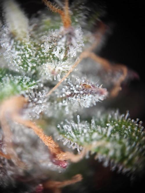 Apple Fritter Auto by RQS - Comm. grow!. Week 9 - Day 68