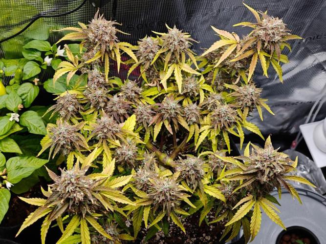 Apple Fritter Auto by RQS - Comm. grow!. Week 9 - Day 68